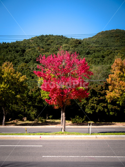 tree,나무,plant,식물,단풍나무,단풍,자연,가을,계절,fall,autumn,season,자연,풍경,nature,landscape