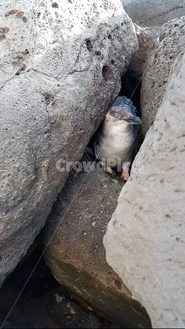 동물,야생동물,야생,펭귄,새끼펭귄,돌,바위,바위틈,앞모습