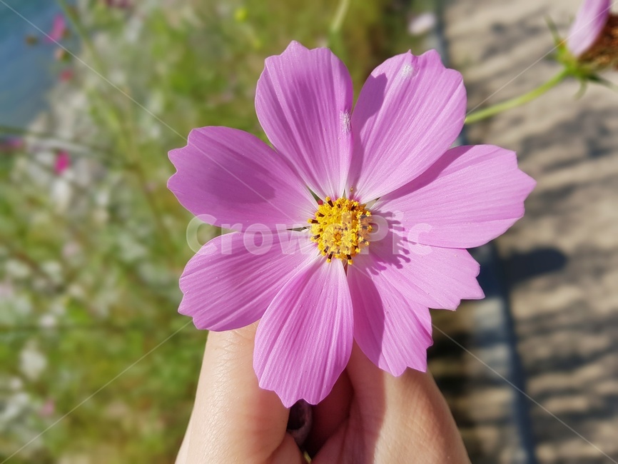 코스모스,꽃,꽃잎,자연,식물,가을,감성사진