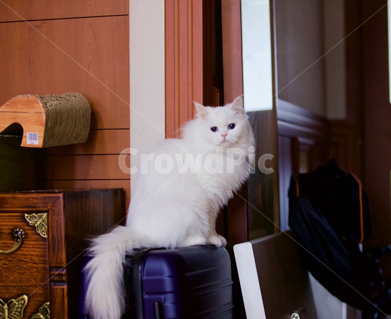고양이,냐옹이,냥냥,집사,cat,cats,개냥이,야용이,반려묘,터키쉬앙고라,tuckishangora,pet,mew,야옹,냥냥펀치,동물,animal,포유류,mammal,고양이,cat,kitten,kitty