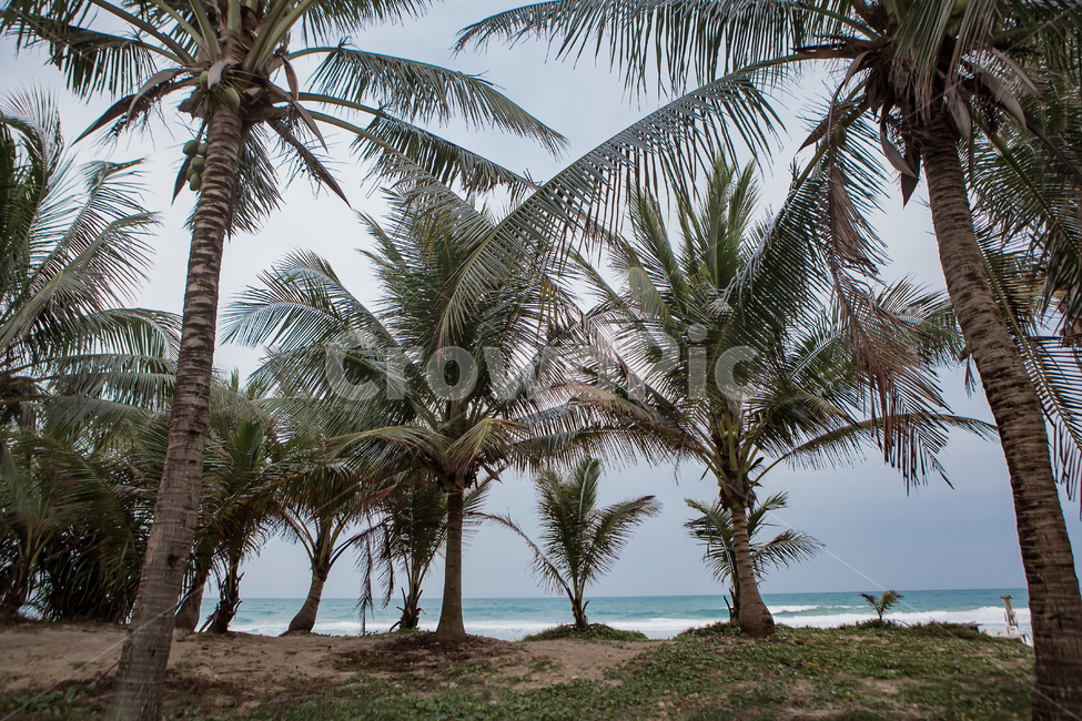 nature,자연,water,물,outdoors,옥외,sea,모래,바닷물,thailand,phuket,resort,summer,여름,비치,beach,tree,plant,palmtree,풍경,동남아,태국,푸켓,해변,해변가,바다,바닷가,해안,해안가,해수욕장,코코넛,리조트,바람,백그라운드,야자수,야자나무,야자열매,방풍림,휴양지,나무,식물,열대식물,열대,아열대,배경,background,나무,trees,wood