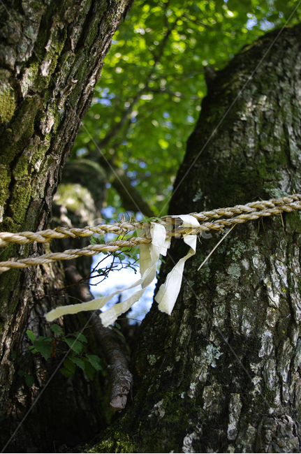 나무,금줄,전통,식물,줄,나무줄기,tree