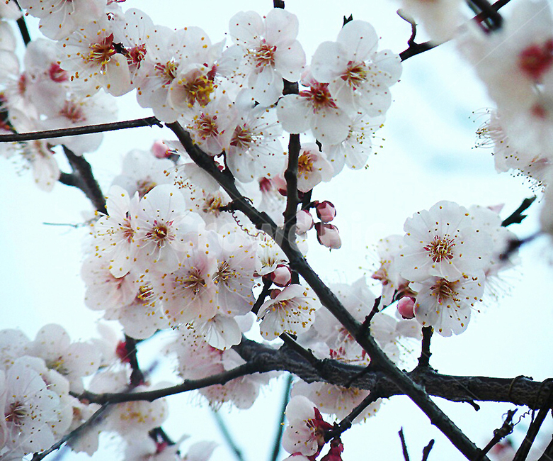 봄,벚꽃,봄꽃,꽃놀이,나들이,봄,계절,spring,season,식물,자연,plants,nature,꽃,flower,plant,blossom
