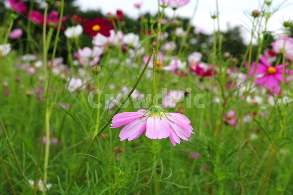 꽃,코스모스,코스모스꽃,식물,자연,풍경,국화과,가을,분홍꽃,식물,자연,plants,nature,꽃,flower