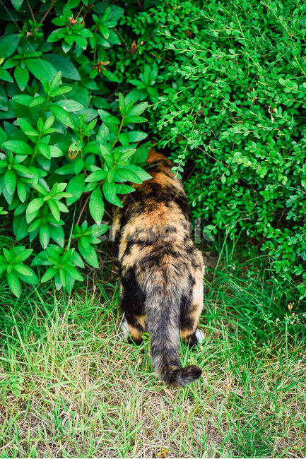 고양이,캣,냥냥이,길고양이,삼색이,치즈냥,냥,cat,동물,동물,animal,포유류,mammal,고양이,cat,kitten,kitty