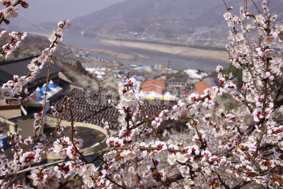 매화꽃,봄,봄꽃,풍경,자연,계절,꽃,spring,season,nature,flower,봄,계절,spring,season,식물,자연,plants,nature,꽃,flower,plant,blossom,cherry blossom,벚꽃