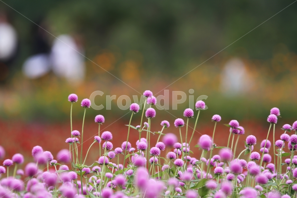 꽃,식물,천일홍,자연,감성사진,식물,자연,plants,nature,꽃,flower
