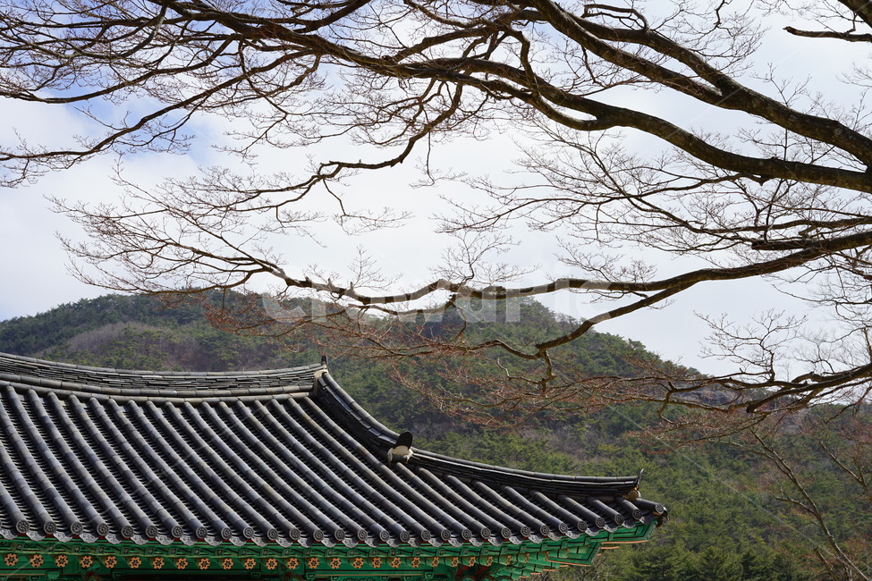 한옥,기와,지붕,한국적,전통적,겨울,계절,winter,season,한국전통,한국문화,korean traditional,korean culture,건축물,건물외관,exterior,building,structure,architecture,construction