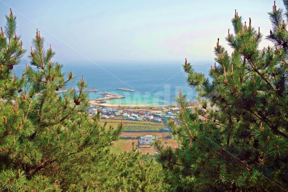 제주도,지미봉,오름,바다,에메랄드,나무,사이,들판,밭,논,등대,방파제,푸른,흰,구름,하늘,흐린,등산,등반,자연,풍경,nature,landscape,등대,lighthouse,제주도,jeju,jeju island,시골,마을,country,rural,town,tree,plant,식물,fir,전나무,abies,아비,conifer,구과 식물