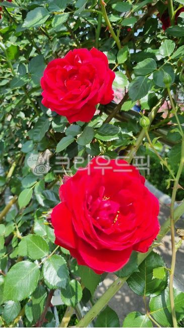 red rose,Rose,leaf,flower,Two rose flowers,petal,redrose,rose,garden