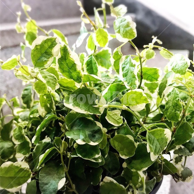 항아리,식물,화분,초록색,허브,햇빛,plants,jar,vase,herd,gardning,잎