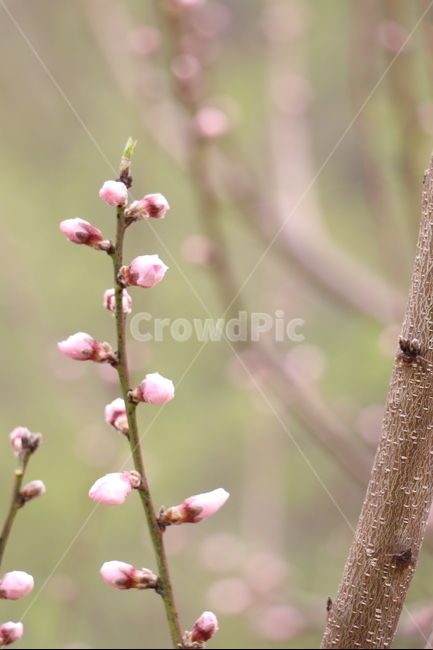 봄,복숭아꽃,둘레길,산책,분홍,나무,연두,봄,계절,spring,season,식물,자연,plants,nature,꽃,flower,plant