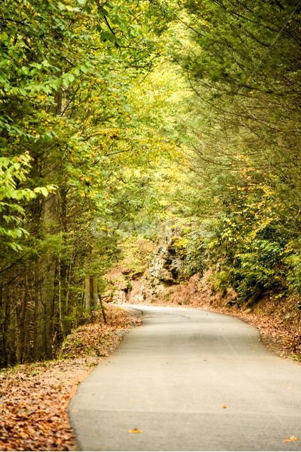 길,나무,숲속,road,평온,자연,풍경,nature,landscape