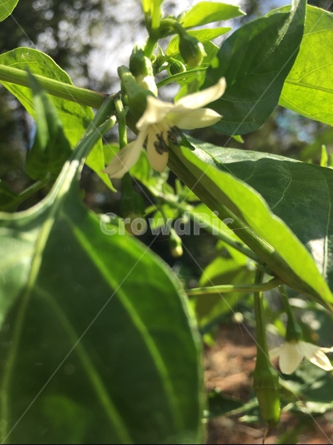 leaf,잎,plant,식물,고추꽃,고추,고추밭,농사,농업,농사,agriculture,farming,farming industry
