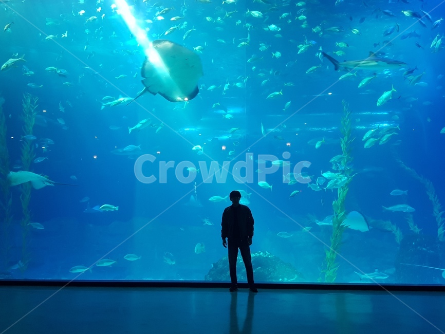 수족관,제주도,아쿠아리움,바다,물고기,가오리,상어