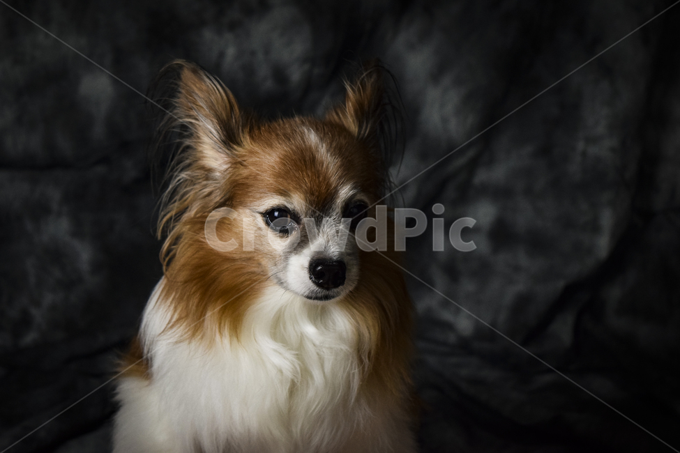 파피용,강아지,dog,개,puppy,animal,동물,동물,animal,포유류,mammal,개,강아지,dog,doggy