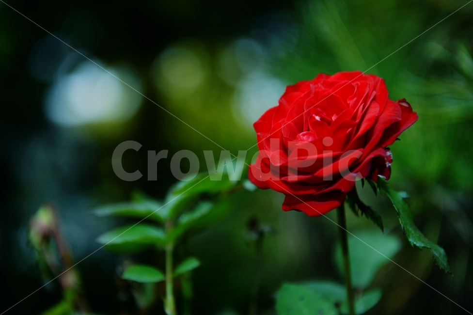 계절,단풍,나무,자연,풍경,꽃,season,autumncolors,nature,landscape,scenery,scene,view,flower,bloom,장미,rose,식물,자연,plants,nature,꽃,flower