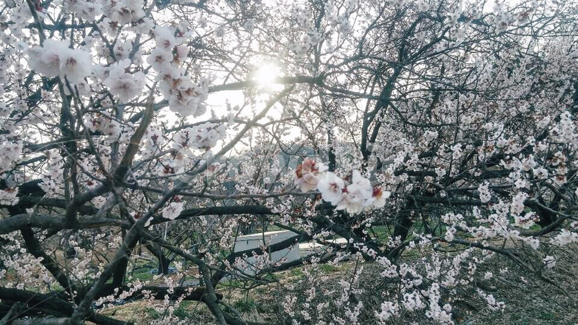 벚꽃,꽃,봄,벚나무,자연,나무,야외,플라워,사쿠라,flower,spring,cherryblossoms,nature,tree,식물,자연,plants,nature,꽃,flower