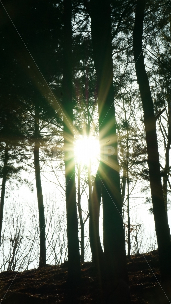 역광,나무,빛,풍경,배경,이미지,tree,light,자연,풍경,nature,landscape,flare,플레어,sunlight,햇빛