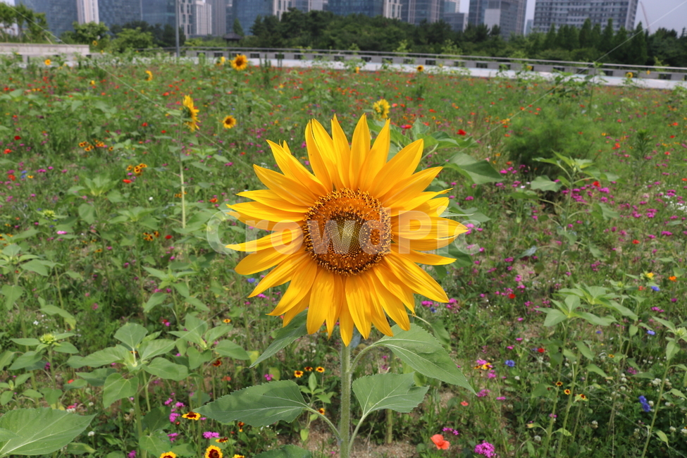꽃,해바라기,해바라기꽃,식물,국화과,속씨식물,식물,자연,plants,nature,꽃,flower