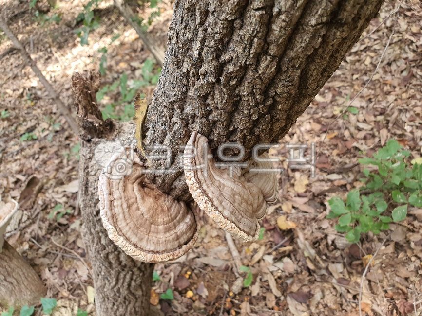 잔나비불로초,소나무잔나비,걸상버섯,약용버섯,항암작용,버섯