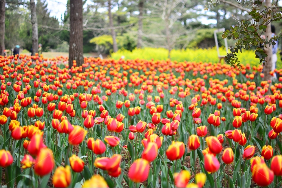 튤립,봄꽃,tulip,봄이미지,봄날,spring,튤립축제,구근식물,flowers,식물,아름다운,공원,꽃축제,배경,바탕,주황색꽃,beautiful,예쁜,화려한,가든,화단,정원,garden,봄,계절,season,자연,plants,nature,꽃,flowe,r휴식,rest,relaxation,healing,park,빨강,노랑,칼라,color,힐링,꽃밭,다채로운,개화,yellow,purple,bright,fancy,blossom,봄,계절,spring,season,식물,자연,plants,nature,꽃,flower,plant