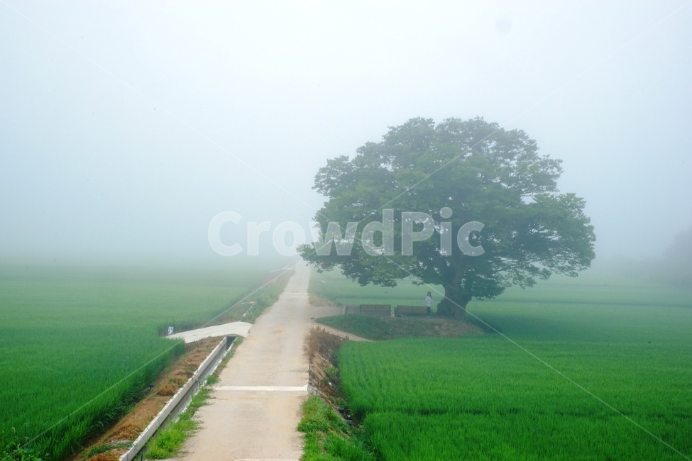 원정리,보은군,느티나무,나홀로,풍경,자연,풍경,nature,landscape,한국자연풍경,한국자연경관,korea nature landscape,outdoors,옥외,grassland,목초지,field,들,paddy field,패디 필드