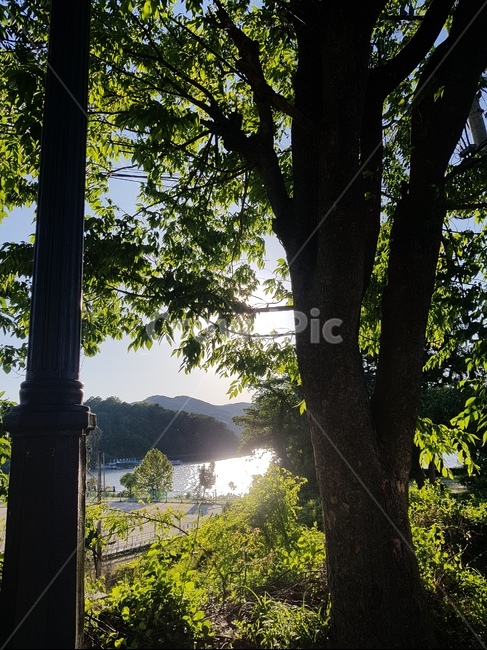 자연풍경,나무,강,태양,자연,빛,숲,자연,풍경,nature,landscape,식물,plants,나무,trees,wood,휴식,힐링,rest,relaxation,healing,tree,plant,light,flare,플레어,tree trunk,나무 줄기