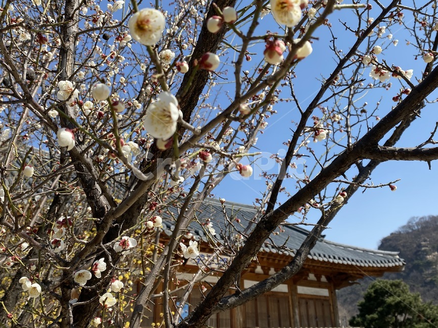 꽃,봄,나무,flower,spring,새시작