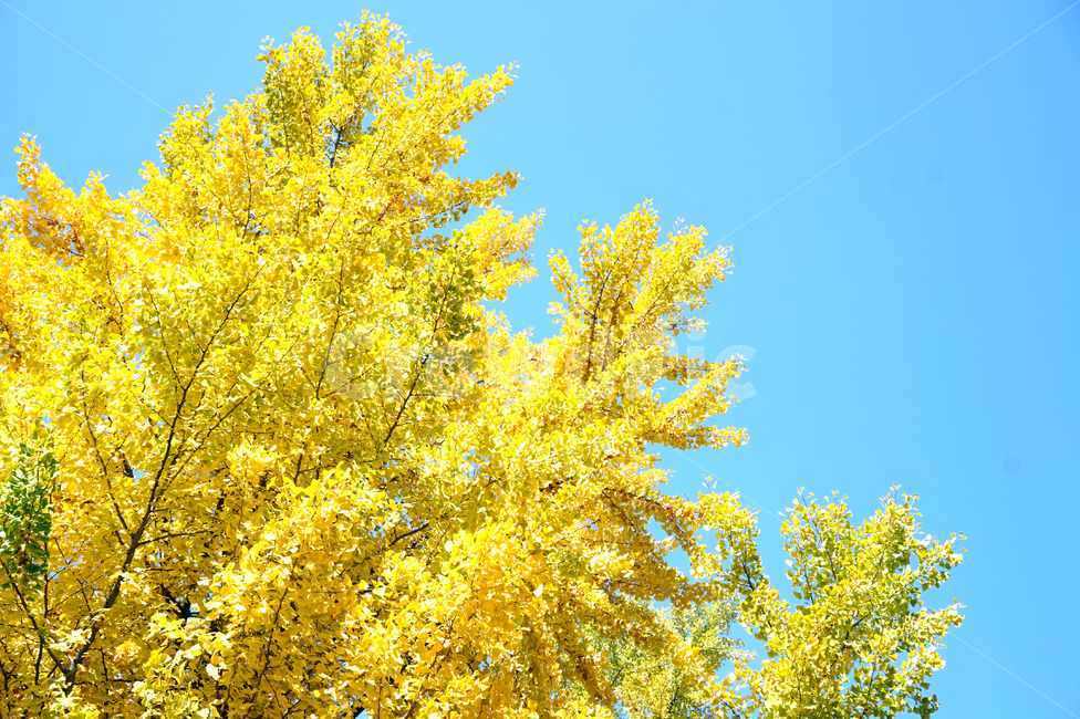 은행,은행나무,가을,노랑,노란색,자연,나무,풍경,하늘,계절,ginko,tree,yellow,fall,autumn,가을,계절,fall,autumn,season,식물,자연,plants,nature,나무,trees,wood,plant
