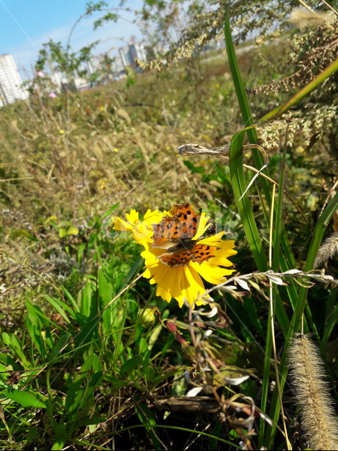 나비,butterfly,wing,insect,날개,곤충,더듬이,꽃,flower,날다,fly,식물,자연,plants,nature,꽃,flower,곤충,벌레,insect,bug
