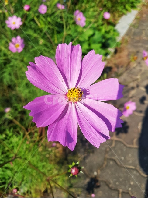 식물,코스모스,꽃,가을,flower,들꽃,식물,자연,plants,nature,꽃,flower