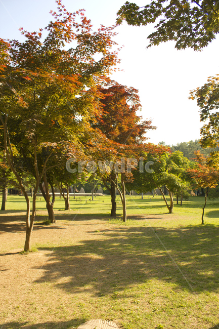 남이섬,섬,나미나라,춘천,한국,대한민국,자연,식물,공원,나무그림자,그림자,단풍나무,가을,여름,나무,풀,풀밭,잔디,잔디밭,정원,숲,숲속,풍경,조경