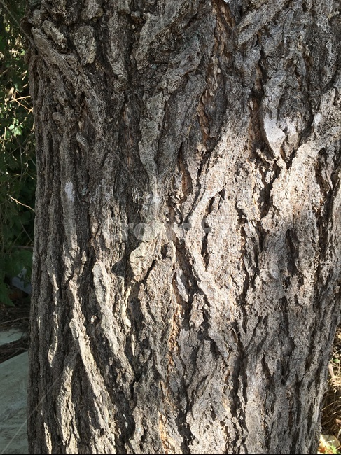 tree,나무,treetrunk,나무줄기,plant,식물,은행나무