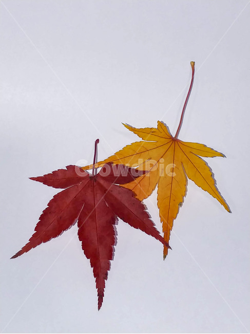 단풍잎,나뭇잎,가을,잎,낙엽,식물,autumn,leaf,leaves,maple,fall,plant,계절,season,가을,계절,fall,autumn,season,식물,자연,plants,nature