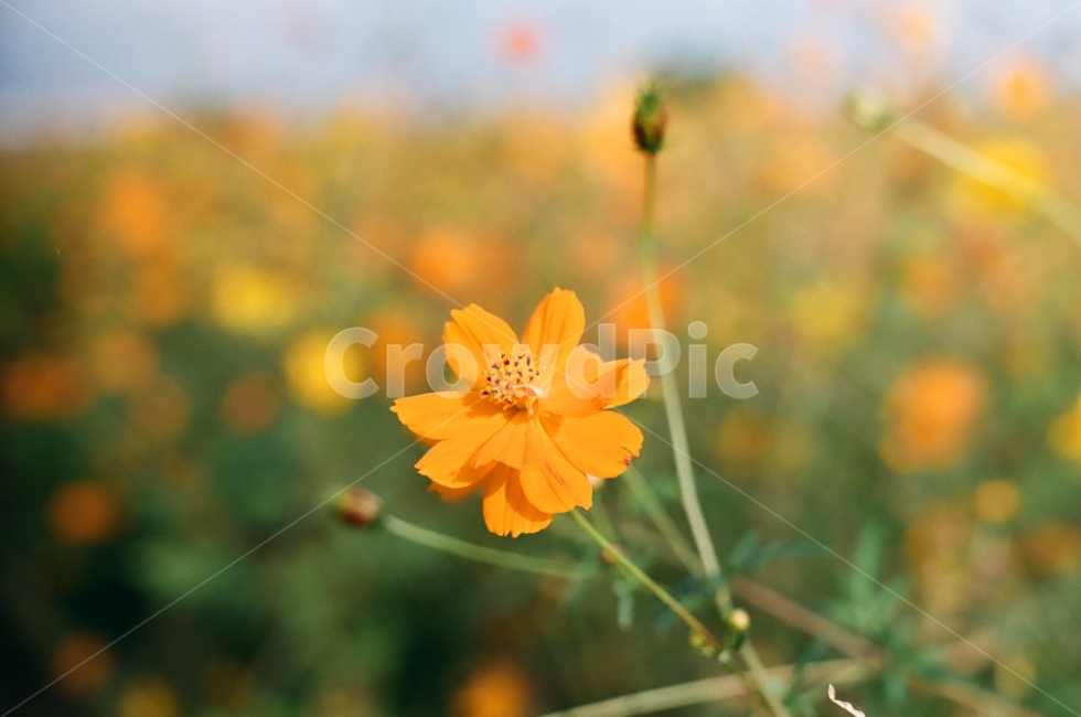 코스모스,노란,꽃,갑천,가을,가을,계절,fall,autumn,season,식물,자연,plants,nature,꽃,flower,감성,sensible,feeling,plant