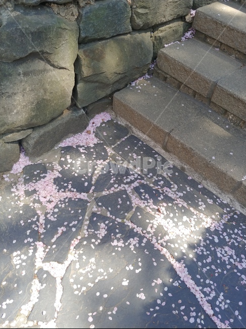 벚꽃,cherryblossom,さくら,분홍,봄