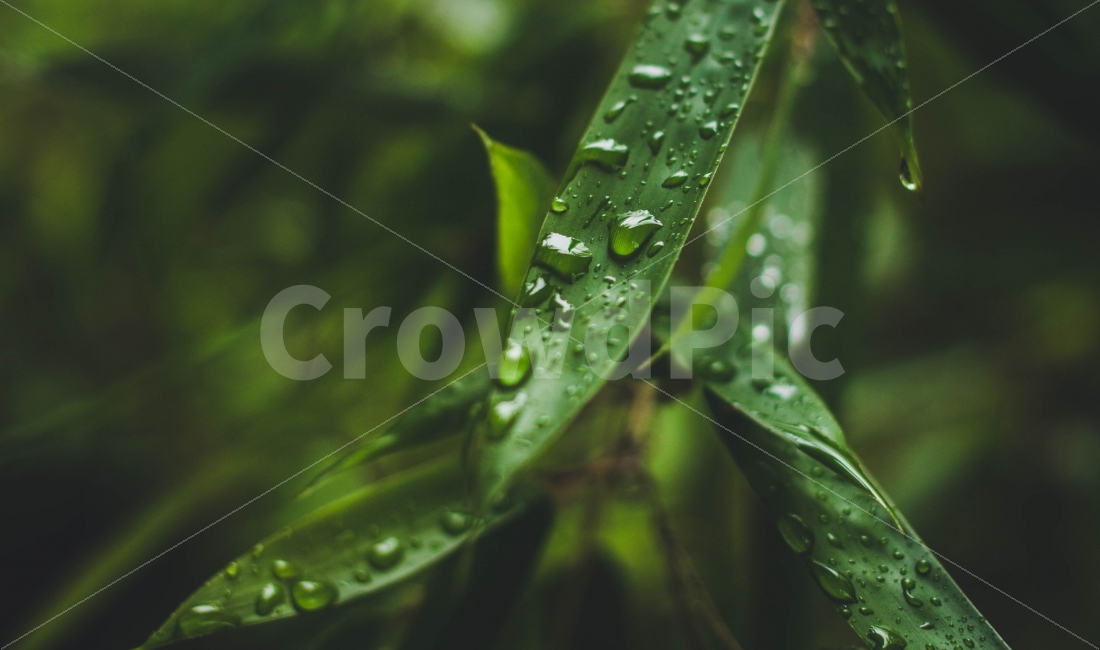 자연,nature,식물,plant,비,rain,초록,green,감성,아련,식물,자연,plants,nature,감성,sensible,feeling