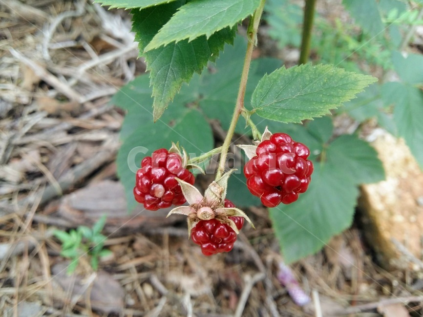 산딸기,열매,디저트,자연,과일,야생,계절,산속,산,음식,fruit,plant,식물,사람,raspberry,food,시골,건갈,건강식품,농업,자연산