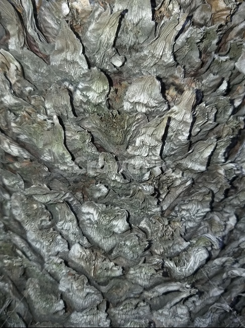 나무,결,문양,배경,자연,나무,trees,wood