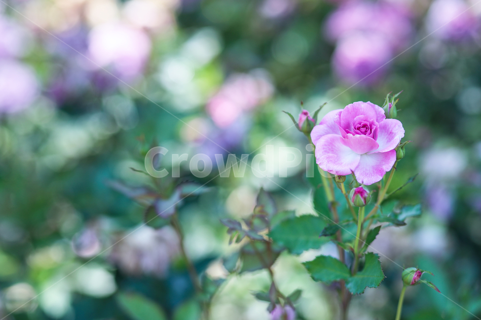 장미,꽃,장미꽃,미니장미,한송이,핑크,분홍,녹색,초록,잎,계절,봄,야외,배경,식물,자연,flower,rose,pink,spring,green,leaf,plants,nature