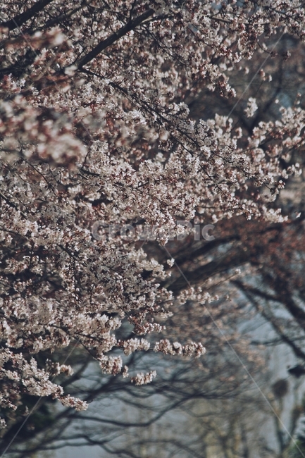 flower,blossom,plant,식물,꽃