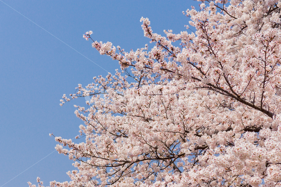 벚꽃,봄,진해벚꽃,진해,꽃,봄날,봄,계절,spring,season,꽃,flower,나무,trees,wood