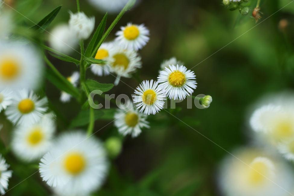 plant,leaf,flower,나뭇잎,식물,꽃