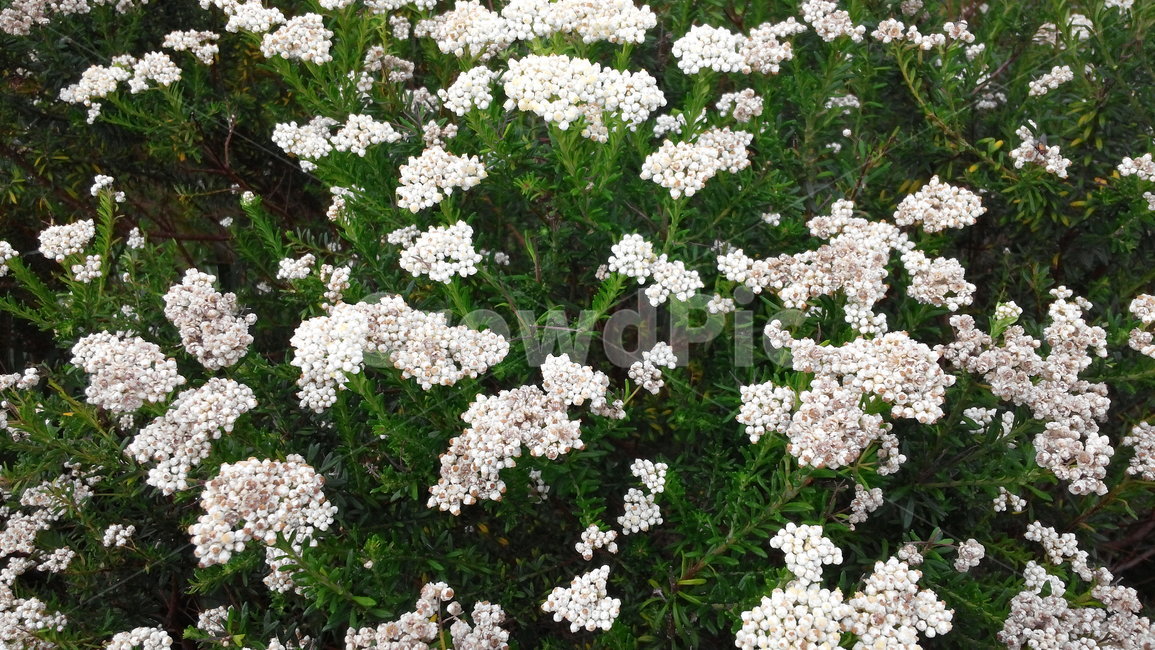 꽃,야생화,플라워,꽃잎,flower,여름꽃,꽃이름,꽃송이,식물,자연,plants,nature,꽃,flower