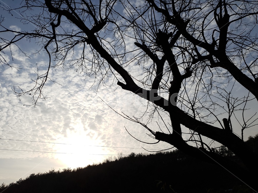 풍경,하늘,나무,햇빛,구름,자연,풍경,nature,landscape,silhouette,실루엣,outdoors,옥외