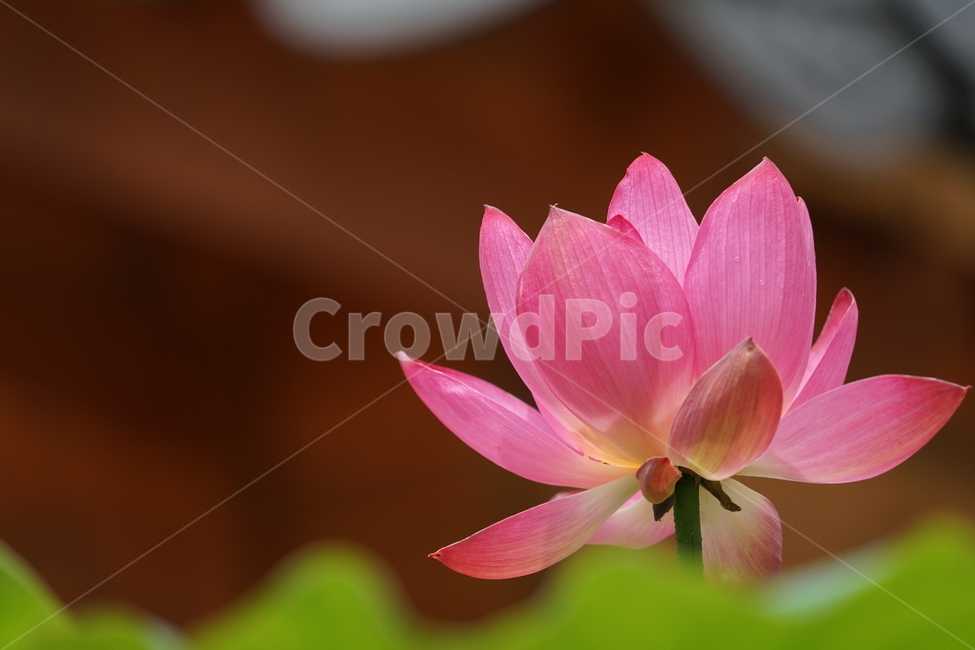 plant,식물,flower,꽃,연꽃,lotus