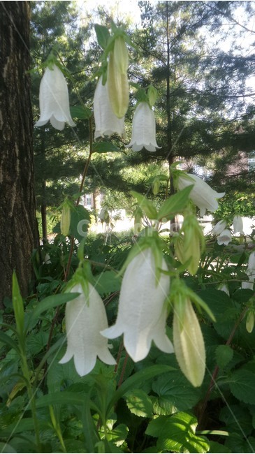 초롱꽃,자생화,흰색꽃,성인봉,금산,식물,자연,plants,nature,꽃,flower