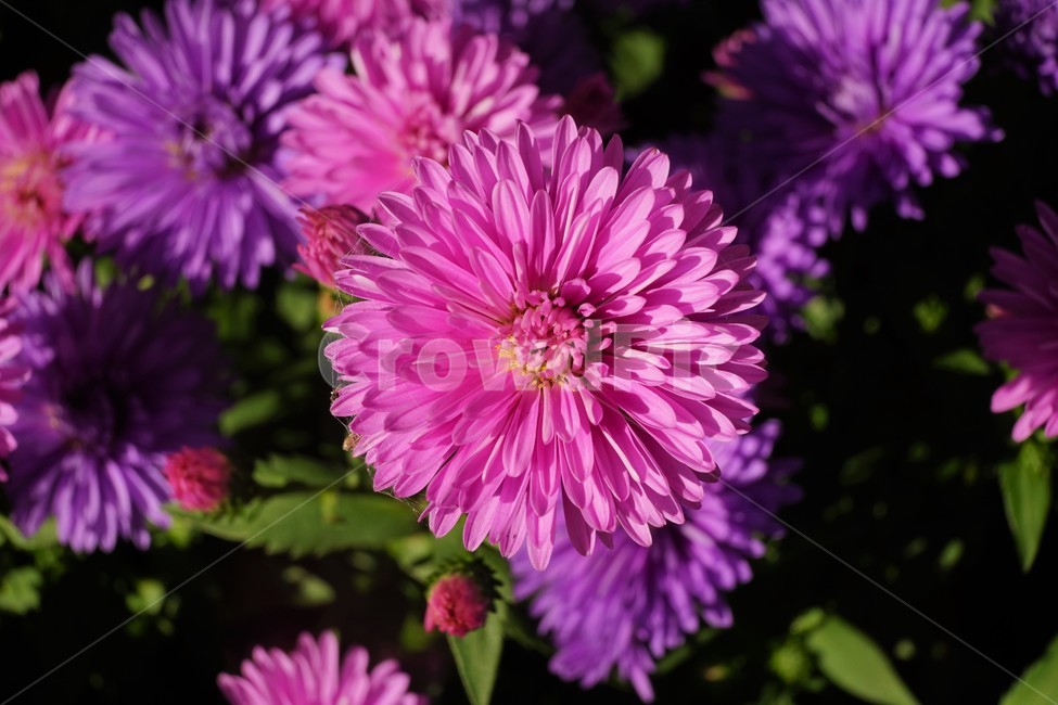 꽃,자연,아름다움,식물,nature,bloom,plant,향기,scent,꽃잎,beautiful,flower,식물,자연,plants,nature,꽃,flower