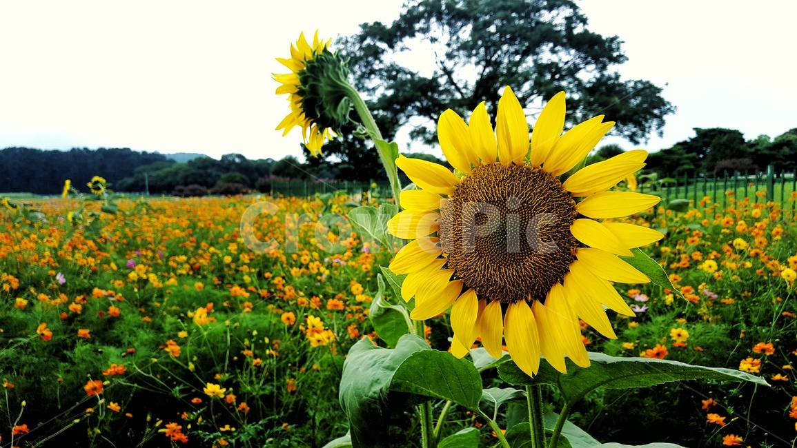 경주,해바라기,노란색,자연,풍경,여름,계절,summer,season,식물,자연,plants,nature,꽃,flower,plant,blossom